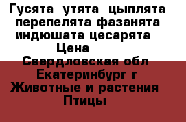 Гусята ,утята ,цыплята ,перепелята фазанята, индюшата,цесарята. › Цена ­ 70 - Свердловская обл., Екатеринбург г. Животные и растения » Птицы   